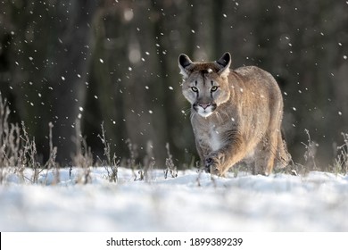 Cougars Running Around In Snowy Pasture.