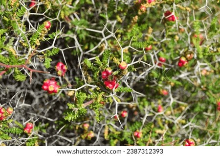It could possibly be a type of burnet, spiny burnet. (Sarcopoterium spinosum) or an endemic subspecies specific to Türkiye. It has cute fruits that look like little fruit bundles.