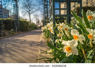 Coulee Verte Walk In Paris In Spring, Also Called Promenade Plantee