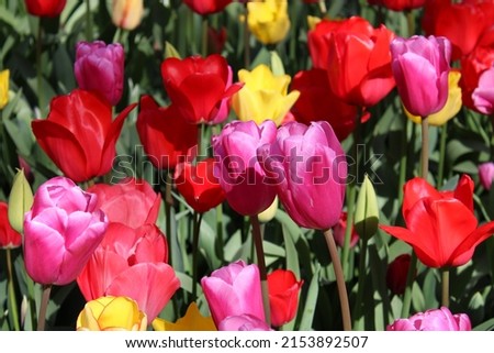Coulourful mix of tulips in bloom