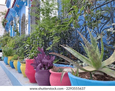coulourful planters with plants in a row, blue background