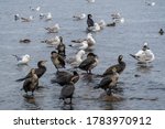 Countless cormorats, gulls and ducks on the shallow waters of the Curonian Lagoon, Curonian Spit National Park on the Baltic Sea coast in Lithuania