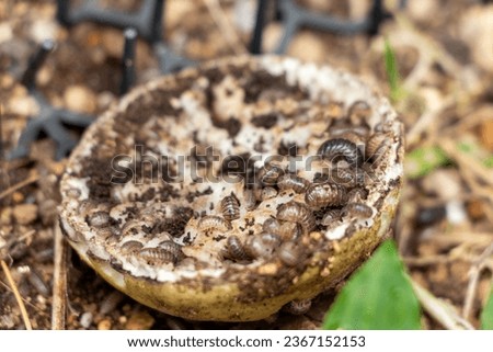 Countless pill bugs gather on discarded vegetable scraps