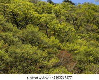 Countless shades of new leaves stack across the hillside — a backdrop rich with spring-forest abundance.