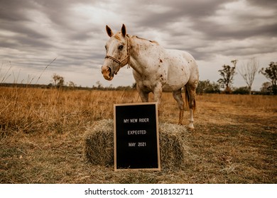 Country Baby Pregnancy Announcement With Horse