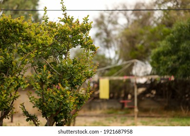 Country backyard scene with crepe myrtle tree in focus and hills hoist clothes line in background with vibrant colorful pegs