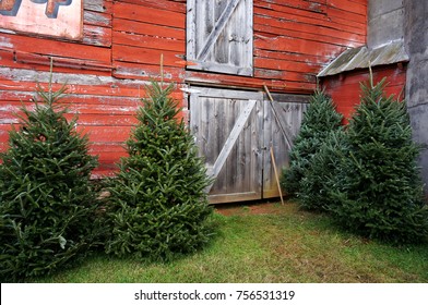 Country Barn And Fraser Fir Trees