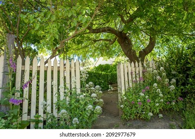 A country cottage-style white wooden picket garden fence with an open gate under a lush green tree. Concept of the old-fashion cottage garden, countryside, and beautiful yard.