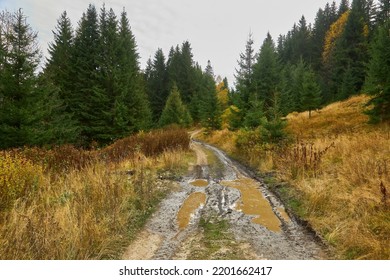 Country dirt road through the forest with large muddy puddles after rain - Shutterstock ID 2201662417