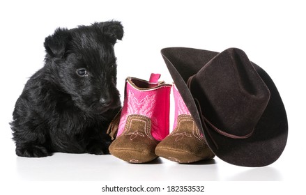 country dog - scottish terrier puppy sitting beside western boots and hat isolated on white background