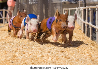 Country Fair Baby Pig Race