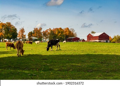 Country Farm in Milton Ontario Canada in autumn featuring green pastures and farm animals
