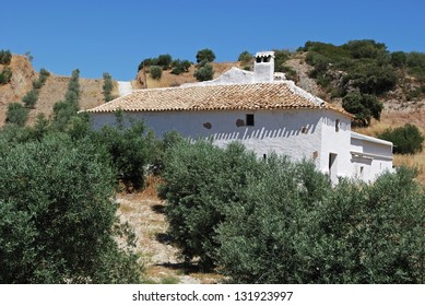 Country Farm In Olive Grove, Olvera, Cadiz Province, Andalusia, Spain, Western Europe.