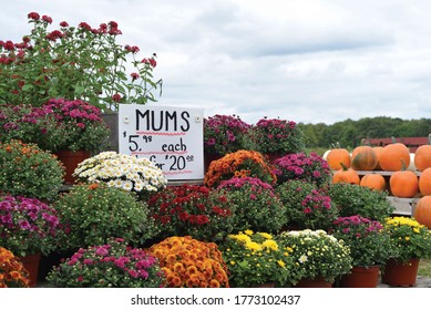 Country Farm Stand Mums And Pumpkins Fall Fun Activities Autumn Fest