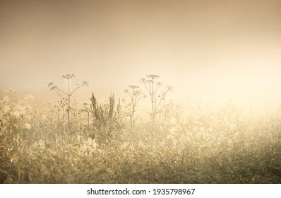 Country field in a fog at sunrise. Plants close-up. Soft sunlight, golden hour. Idyllic rural scene.   - Powered by Shutterstock