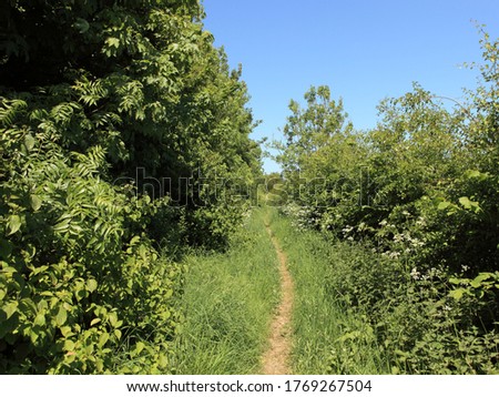 Country footpath surrounded by hedgerows and trees in summertime