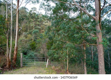 Country Gate In Old Farm Fence On A Bush Track Or Trail In The Australian Bush With Tall Eucalypt Forest, Witta, SE Queensland, Australia.