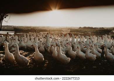 Country Geese In Sunset Light