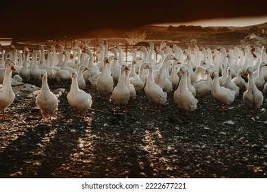 Country Geese In Sunset Light