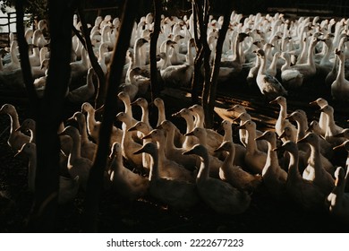 Country Geese In Sunset Light