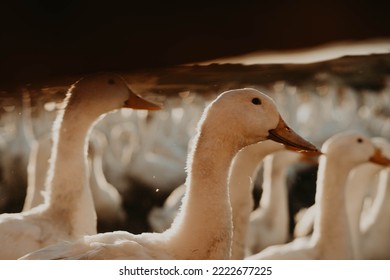 Country Geese In Sunset Light