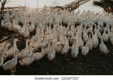 Country Geese In Sunset Light