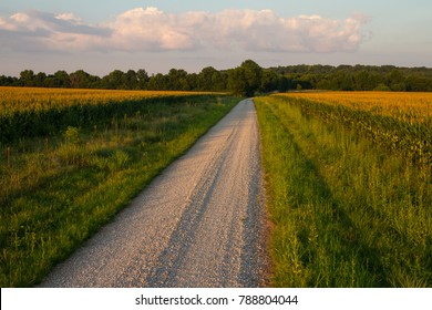 Country Gravel Road Between Two Fields Of Corn At Sunset In The Midwest.