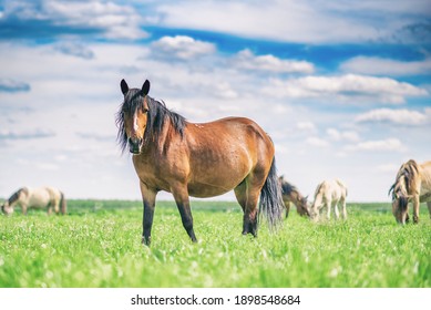 The country horse grazes in the meadow against the background of the sky.