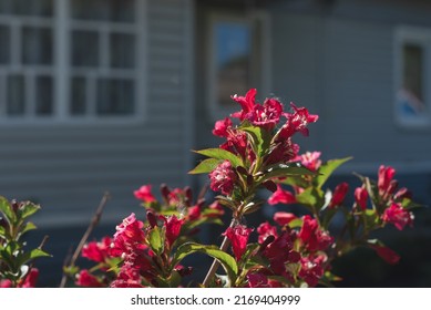 Country House With Backyard. Bush With Beautiful Bright Pink Flowers In Front Of The House.