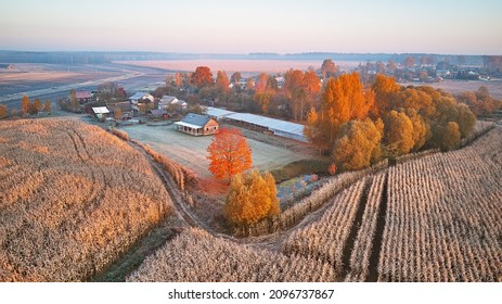 Country House, Pond In Autumn Village. Aerial Rural Landscape. Frost On Grass. River, Field, Meadow, Fall Color Trees. Sunrise Morning Panorama. Belarus