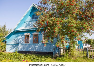 A Country House In Russian Style In Blue Color Surrounded By Red Rowan Trees. Summer Countryside Vacation At The Cottage In Isolation During The Coronavirus.