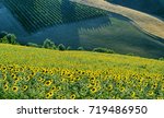 Country landscape between Imola (Bologna) and Riolo Terme (Ravenna, Emilia Romagna, Italy) at summer. Vineyards