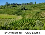 Country landscape between Imola (Bologna) and Riolo Terme (Ravenna, Emilia Romagna, Italy) at summer. Vineyards