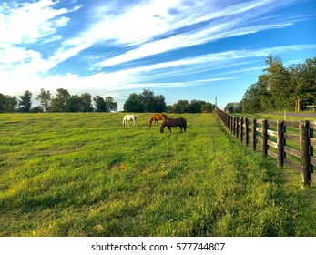 Country Landscape With Horses. Kentucky, Bluegrass Region.