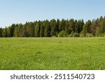 Country landscape, large green meadow in front of the pine forest, sunny day