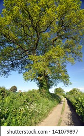 Country Lane