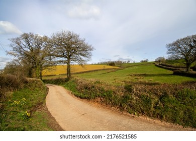 country lane and farm road in the West Country in Winter with bare trees, hedge rows, green fields and clear blue skies