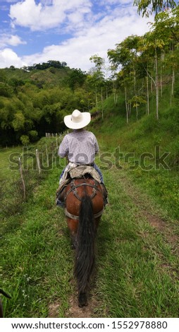 Country man in Colombia, riding his horse with pink cedar plantation, Acrocarpus fraxinifolius in Quindío