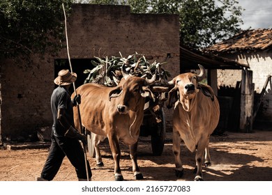 A Country Man Drives His Ox Cart To Fetch Edible Cactus For Animal Feed During The Dry Season In Brazil's Sertão.