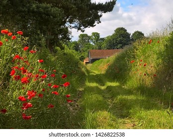 A Country Path In Suffolk