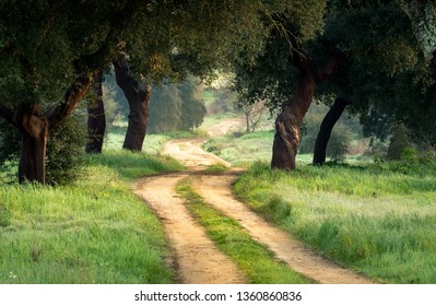 Country Road In Alentejo Portugal