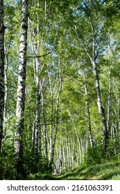 Country Road In Birch Tree Forest At Sunny Day. Natural Birchwood Background.