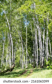 Country Road In Birch Tree Forest At Sunny Day. Natural Birchwood Background.