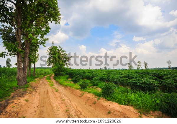 Country road in the\
cultivated land