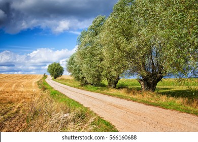 Country Road Curving Among The Knotted Willows. Masuria, Poland.