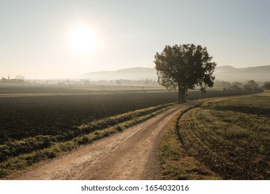 A country road at dawn with a tree on the side