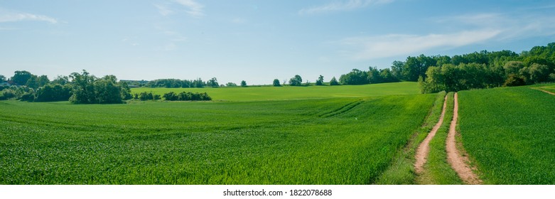 Country Road In Grain Field,  A Kansas  USA