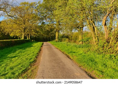 Country Road With A Grass Verge And Leafy Trees