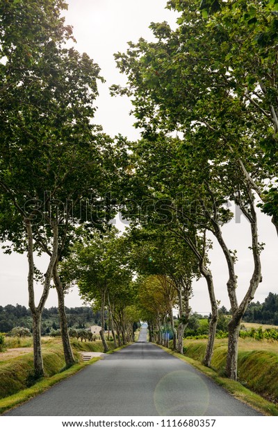 Country road lined with sycamore trees in\
southern France.