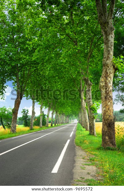 Country\
road lined with sycamore trees in southern\
France
